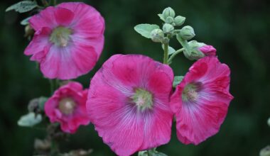 mallow, alcea rosea, purple, plant, summer, nature, outdoor, alcea rosea, alcea rosea, alcea rosea, alcea rosea, alcea rosea