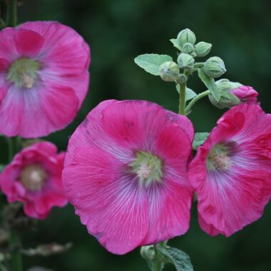 mallow, alcea rosea, purple, plant, summer, nature, outdoor, alcea rosea, alcea rosea, alcea rosea, alcea rosea, alcea rosea