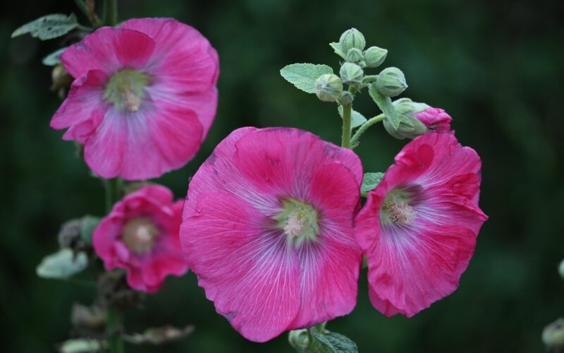 mallow, alcea rosea, purple, plant, summer, nature, outdoor, alcea rosea, alcea rosea, alcea rosea, alcea rosea, alcea rosea